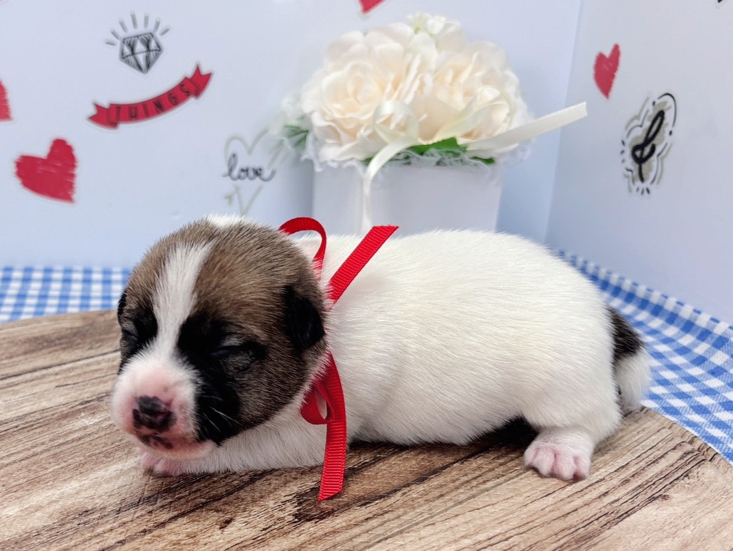 赤ちゃん写真1-2