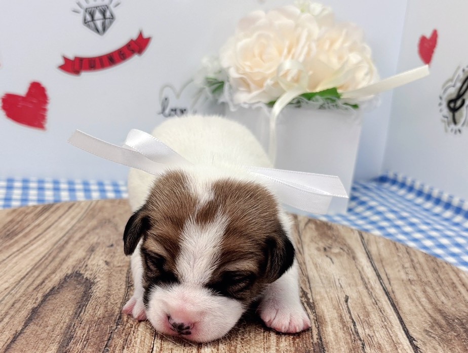 赤ちゃん写真1-1