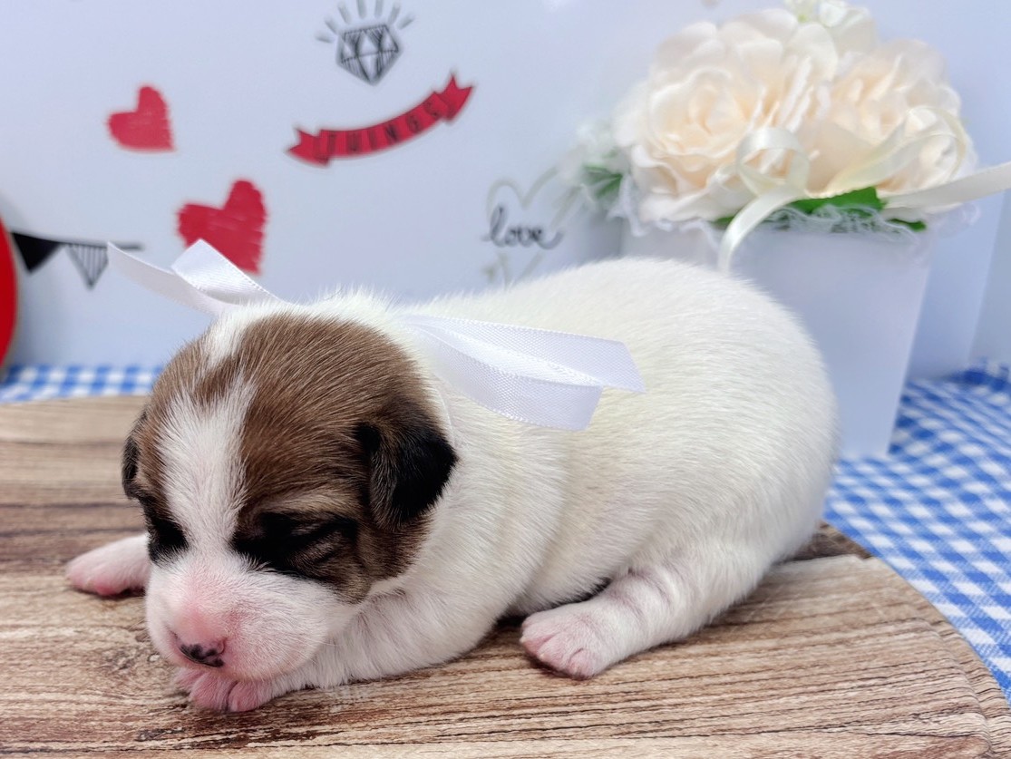 赤ちゃん写真1-2