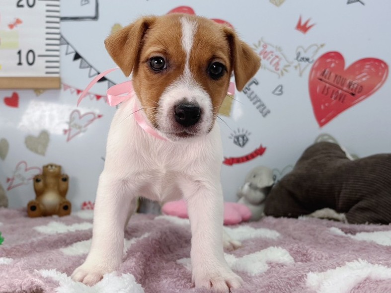 ジャックラッセルテリア