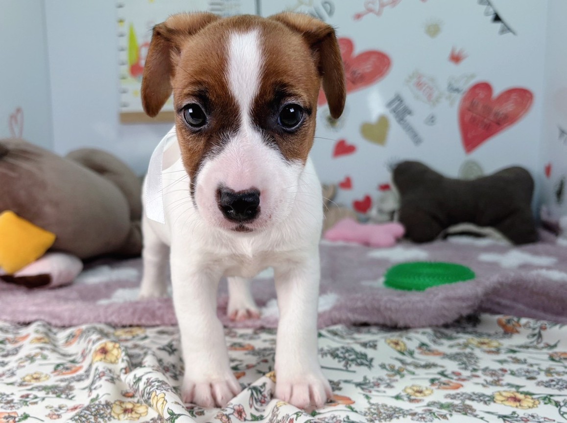 ジャックラッセルテリア