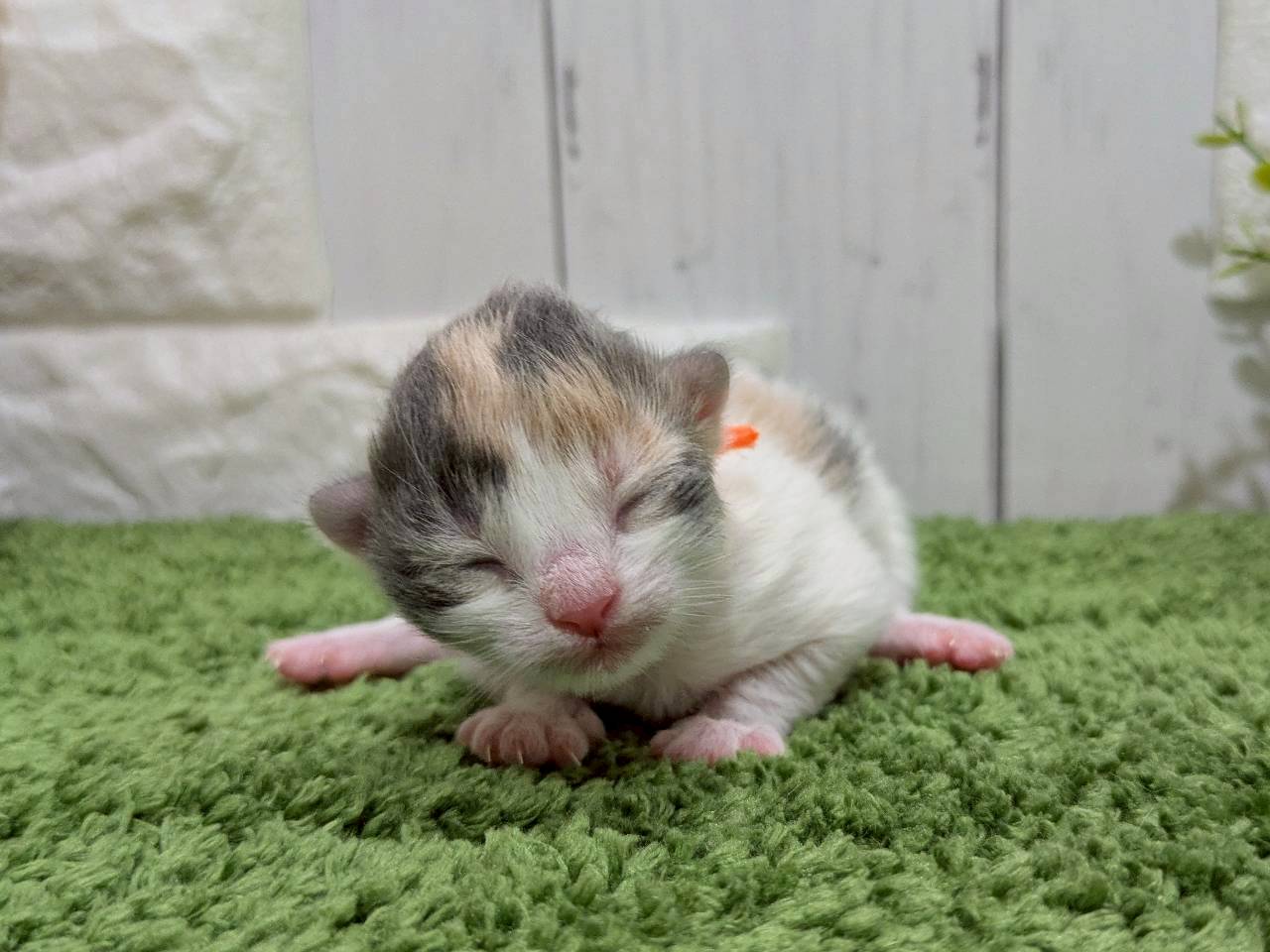 ノルウェージャン・フォレストキャット