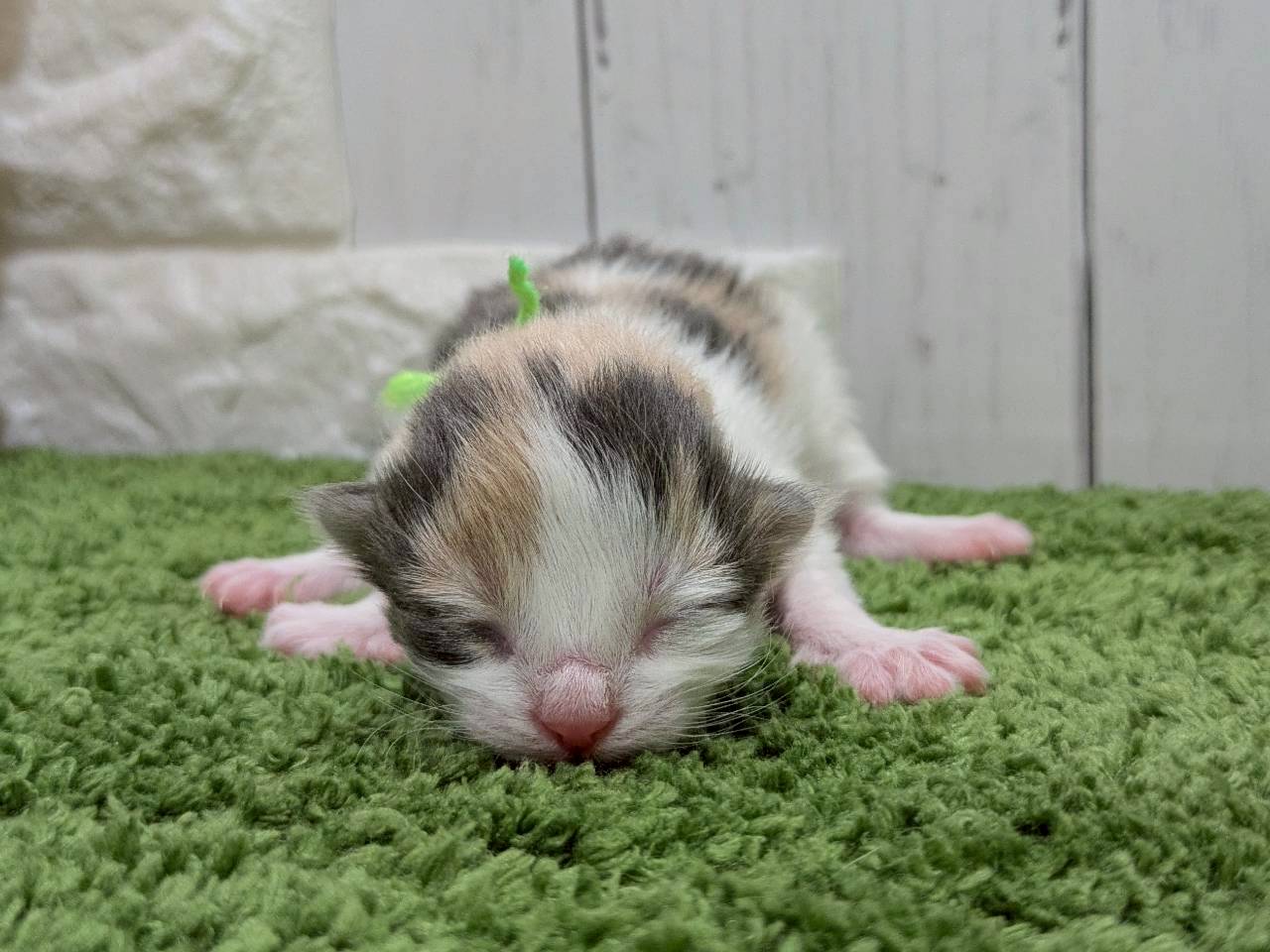 赤ちゃん写真1-1
