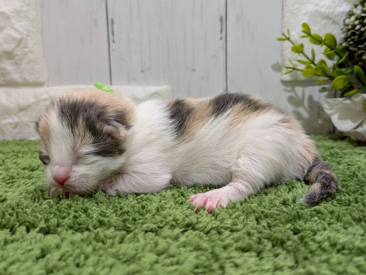 赤ちゃん写真1-2