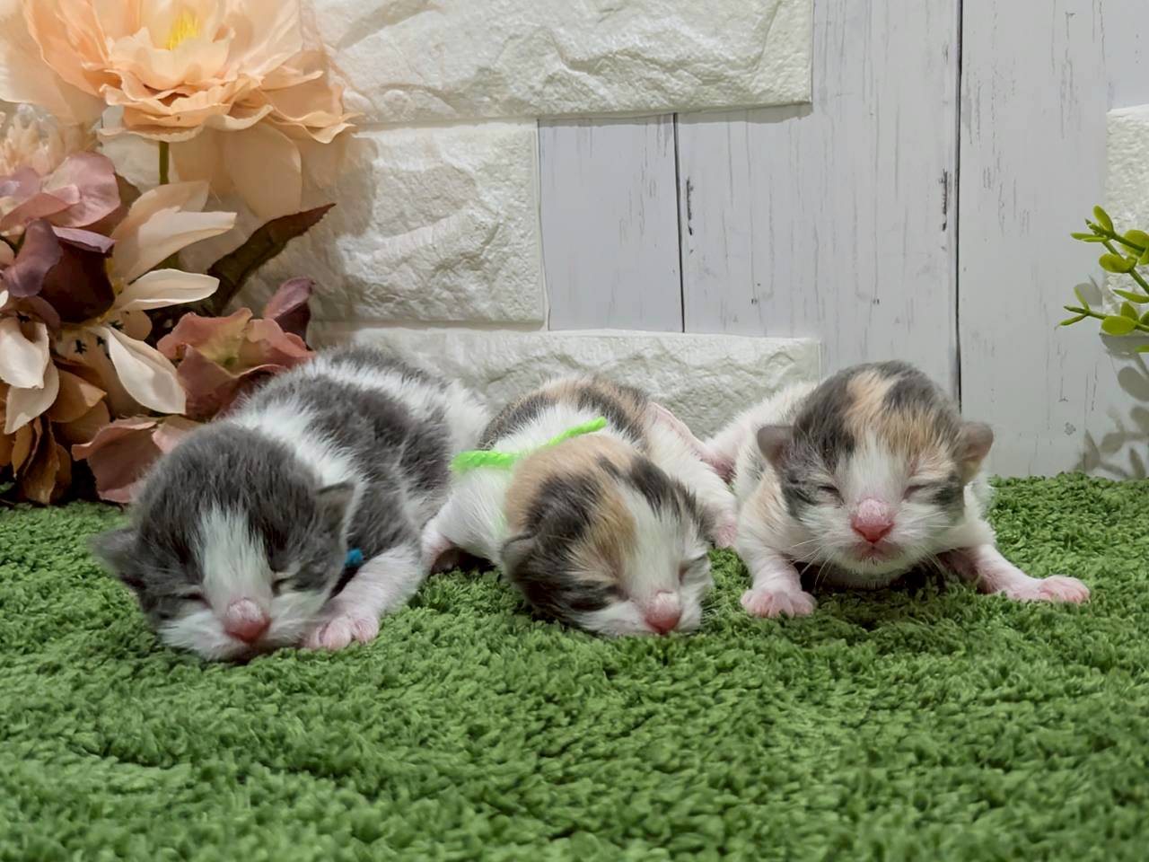 赤ちゃん写真1-3