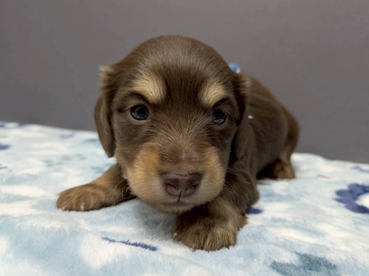 ミニチュア・ダックスフンド