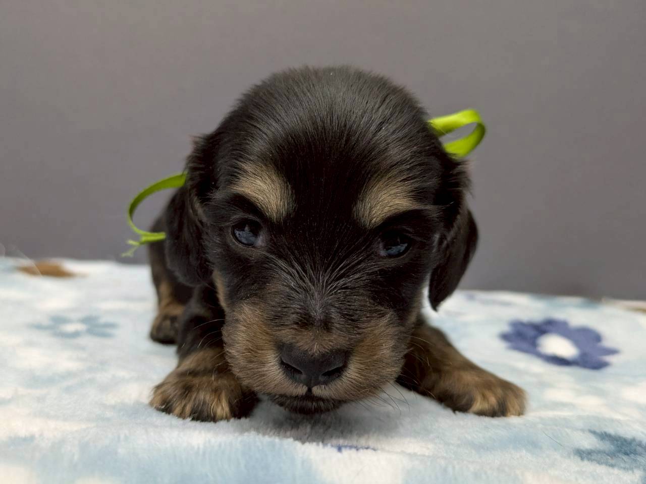 ミニチュア・ダックスフンド