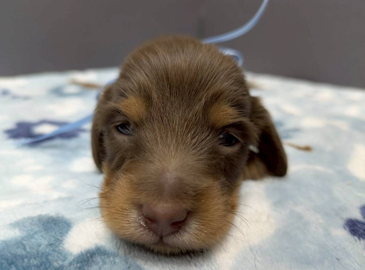 ミニチュア・ダックスフンド