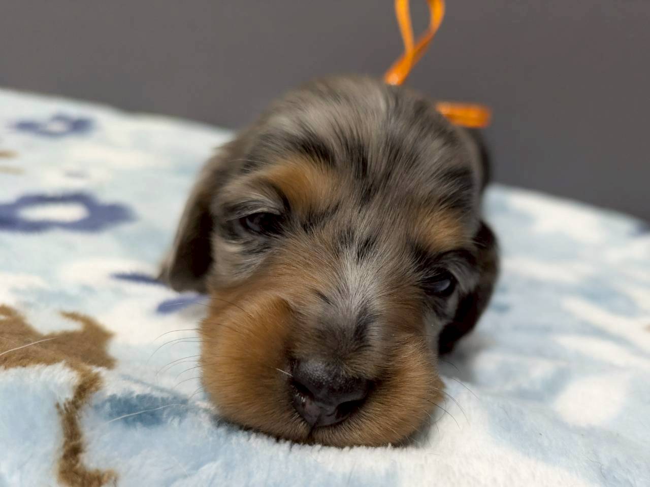 ミニチュア・ダックスフンド