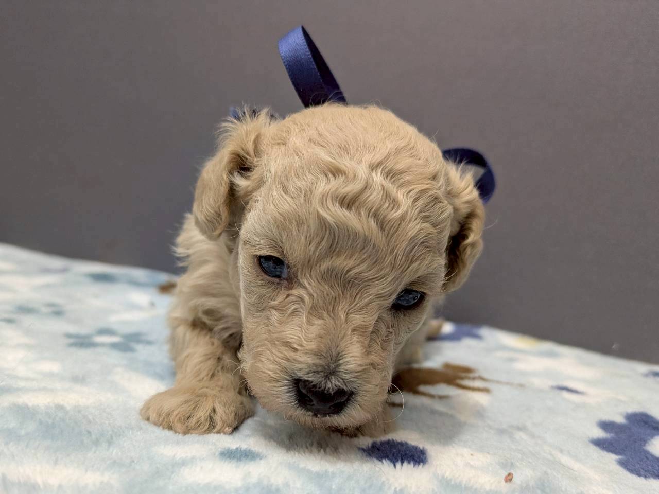 トイ・プードル