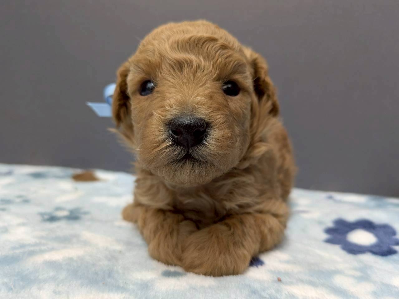 トイ・プードル