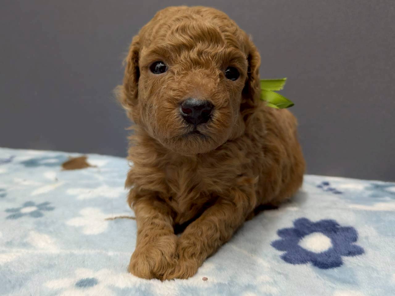 トイ・プードル