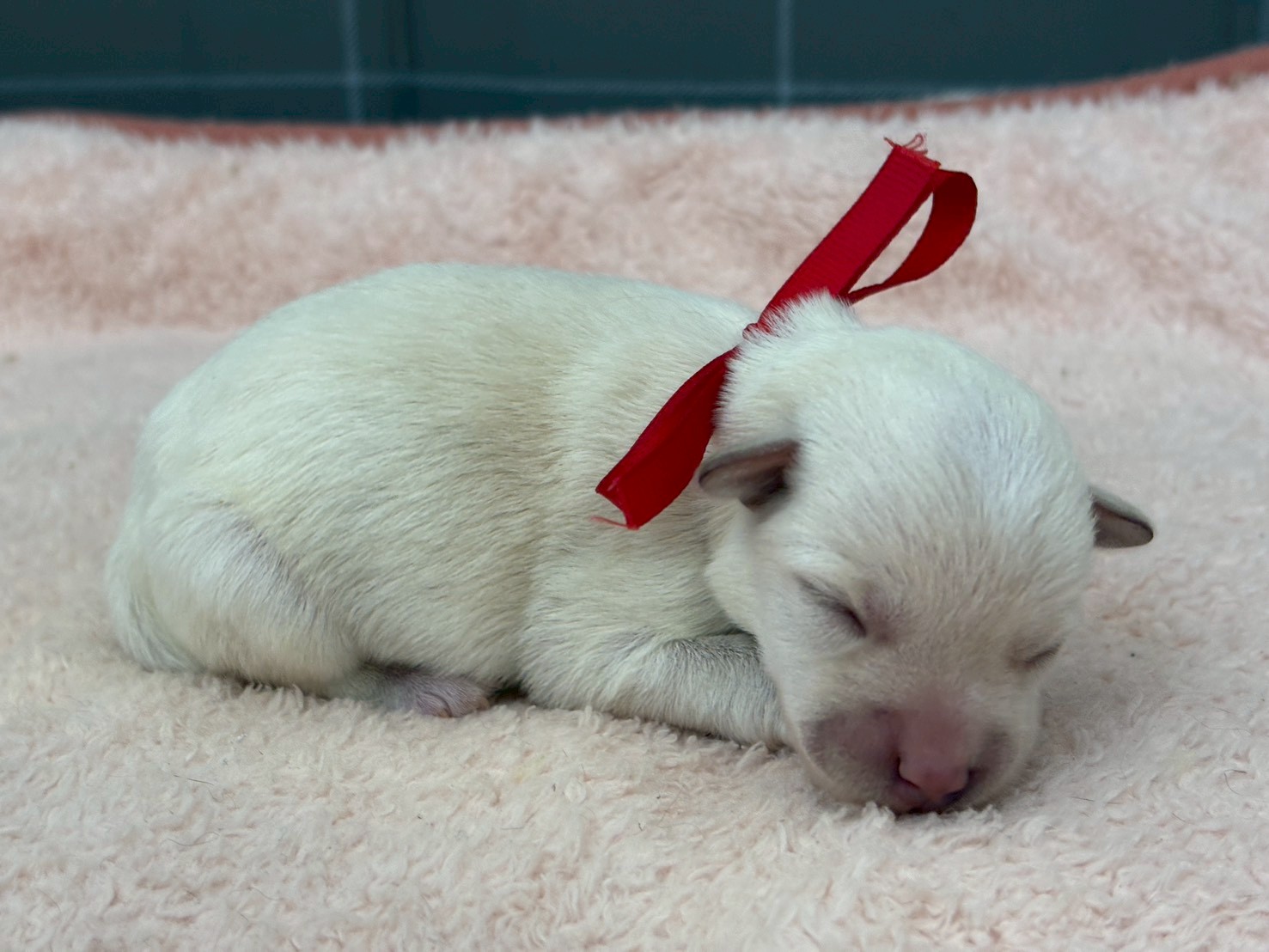 赤ちゃん写真1-2