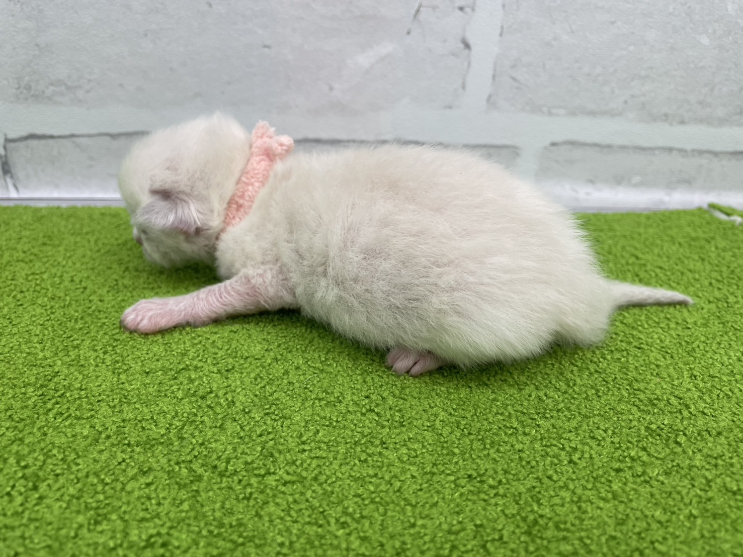 赤ちゃん写真1-2