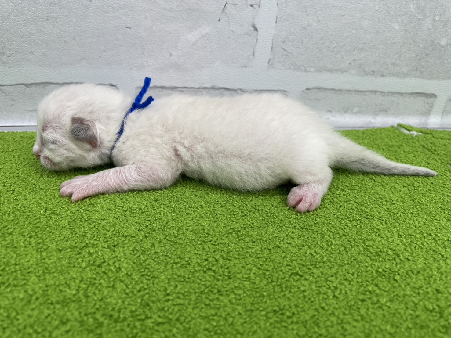 赤ちゃん写真1-2