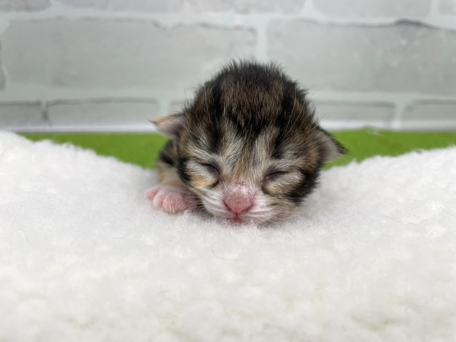 赤ちゃん写真1-1