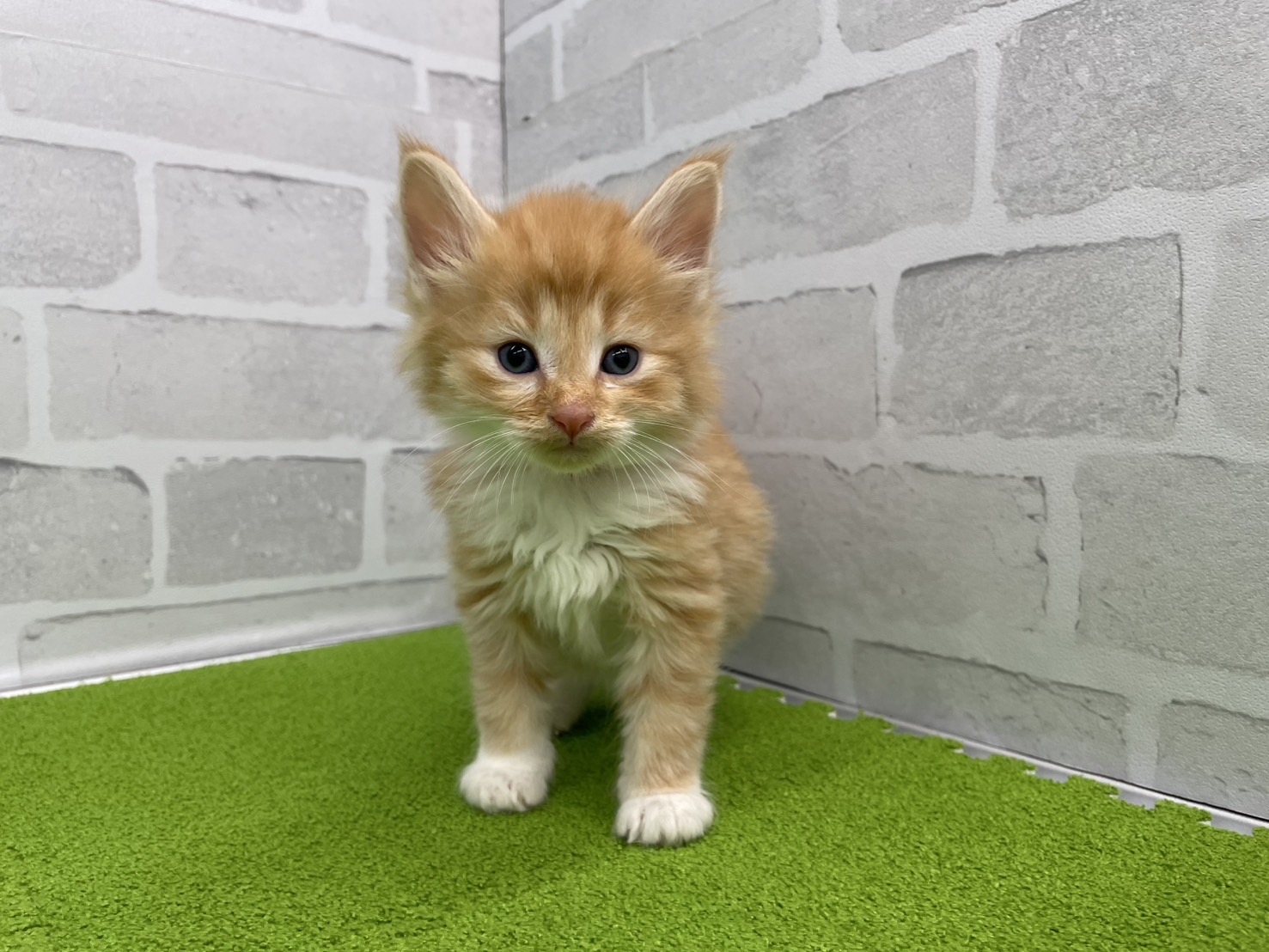 ノルウェージャン・フォレストキャット