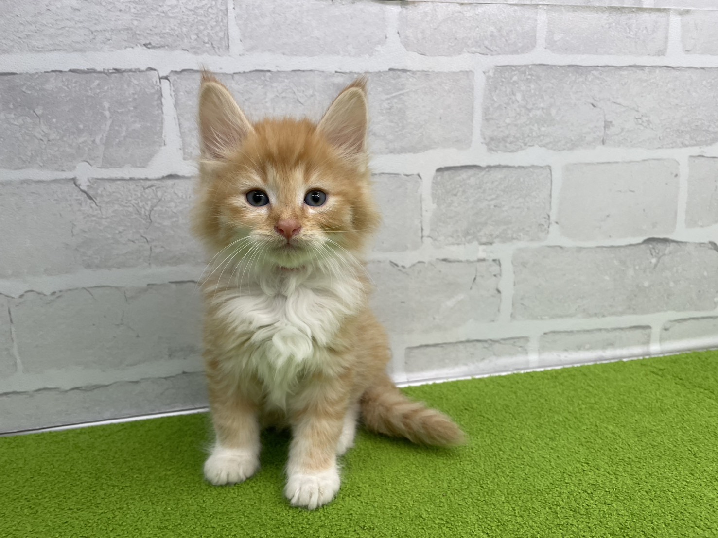 ノルウェージャン・フォレストキャット