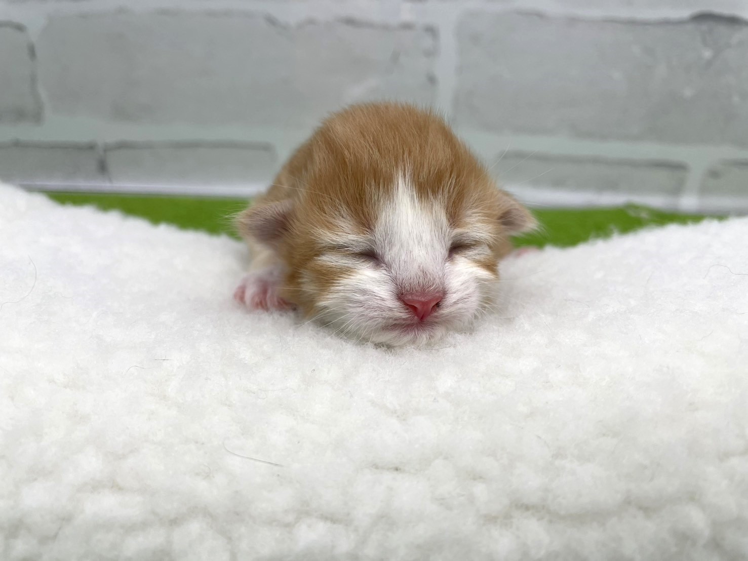 赤ちゃん写真1-1