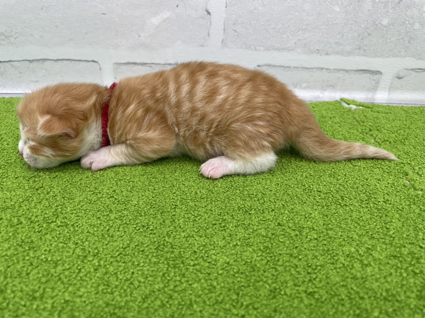 赤ちゃん写真1-2