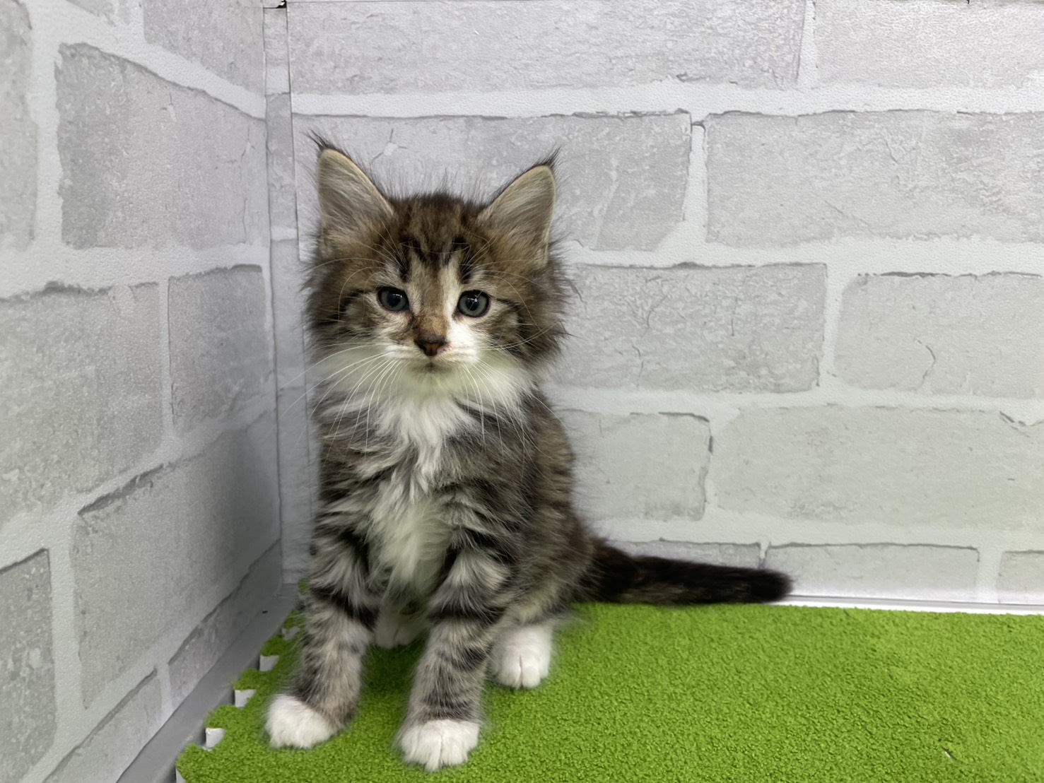 ノルウェージャン・フォレストキャット