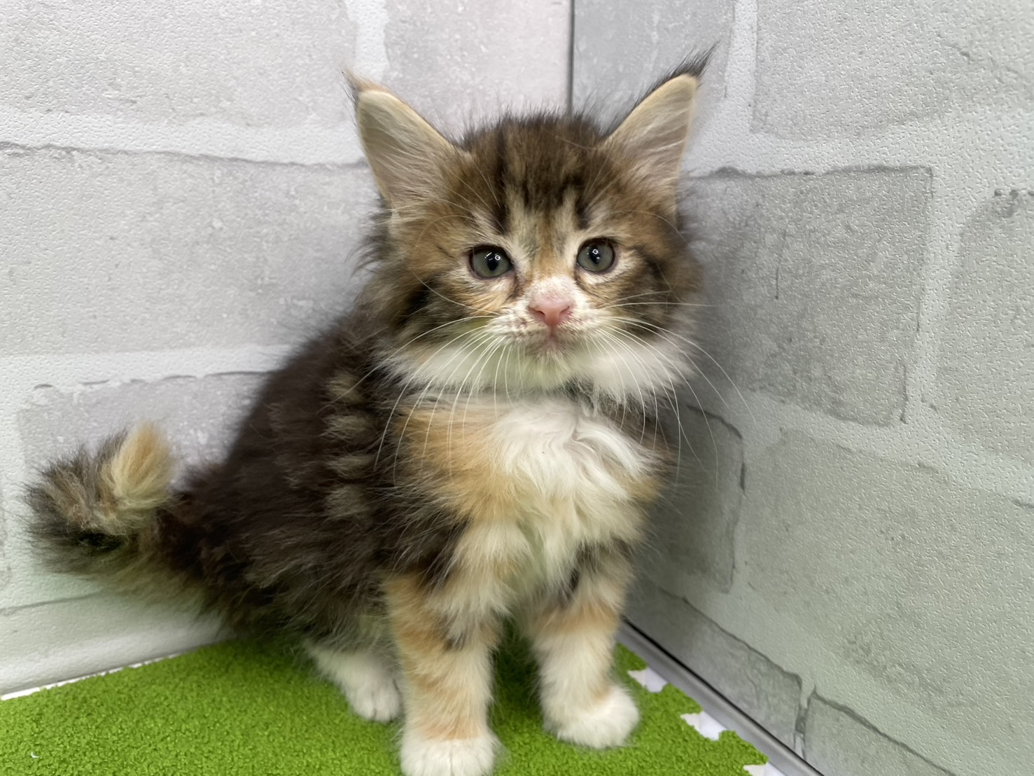 ノルウェージャン・フォレストキャット