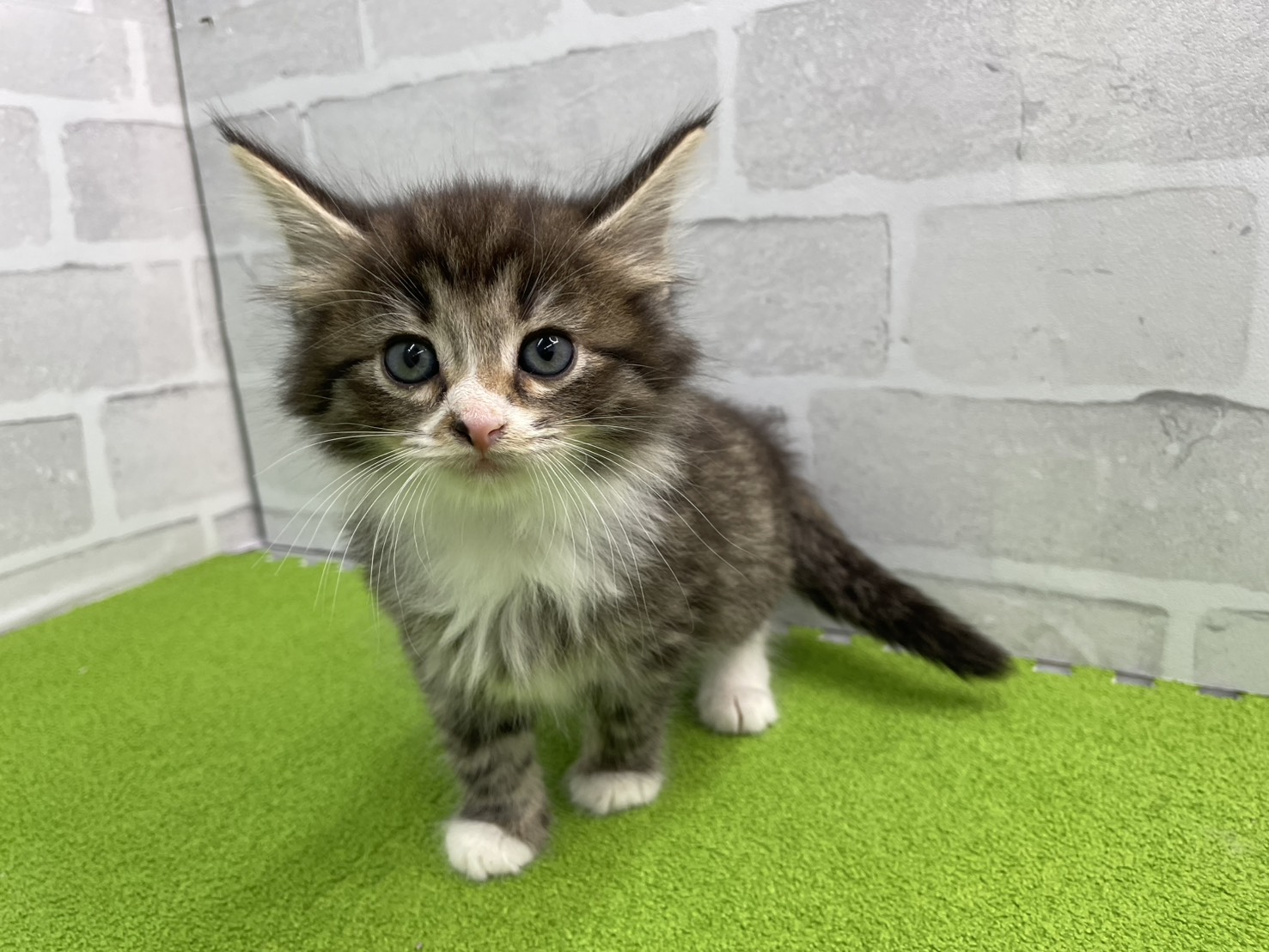 ノルウェージャン・フォレストキャット