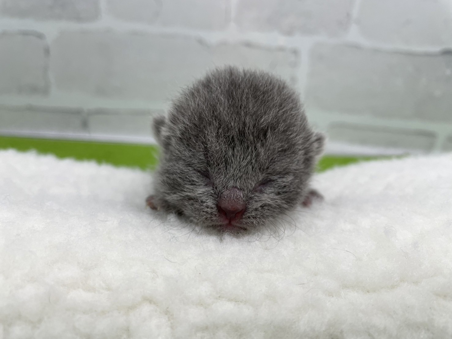 赤ちゃん写真1-1