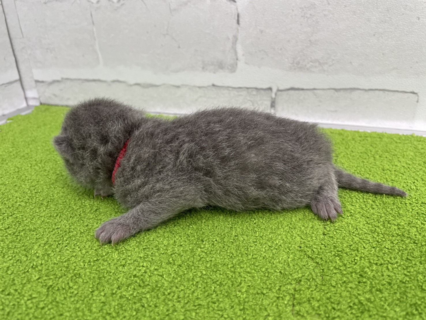 赤ちゃん写真1-2