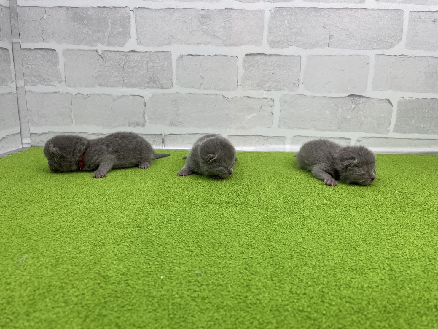 赤ちゃん写真1-3