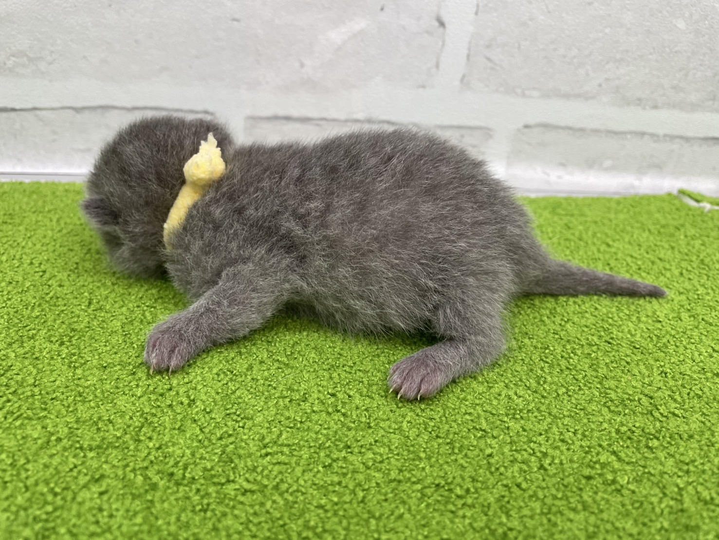 赤ちゃん写真1-2