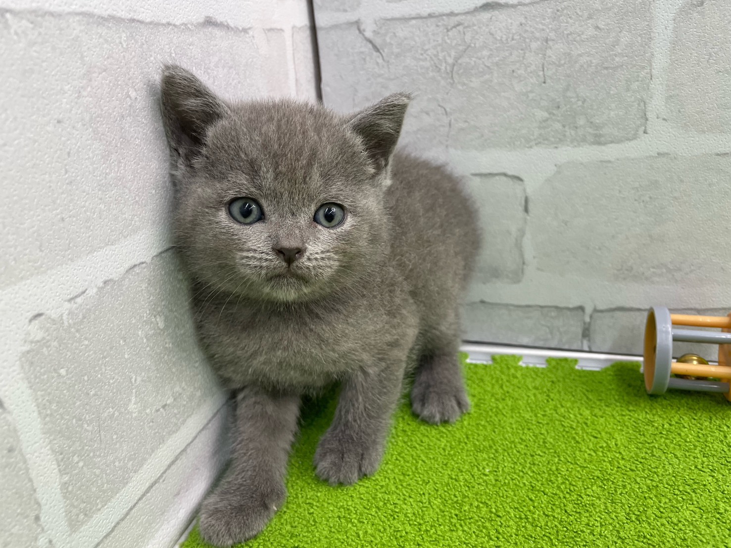 シャルトリュー