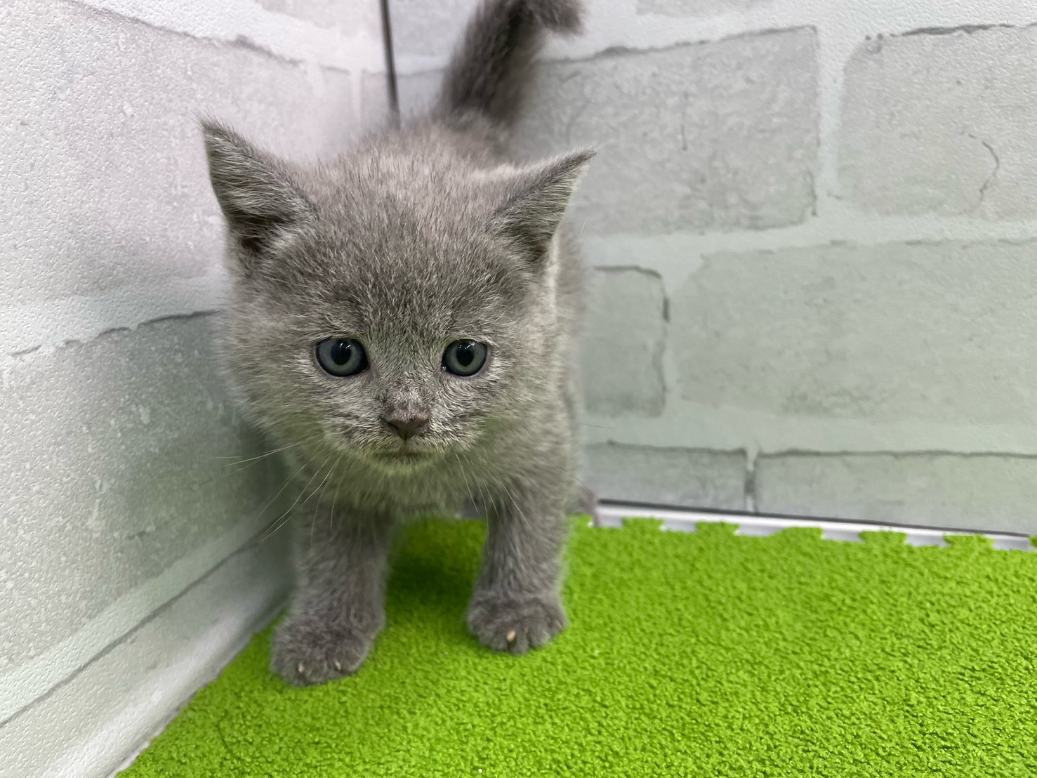 シャルトリュー