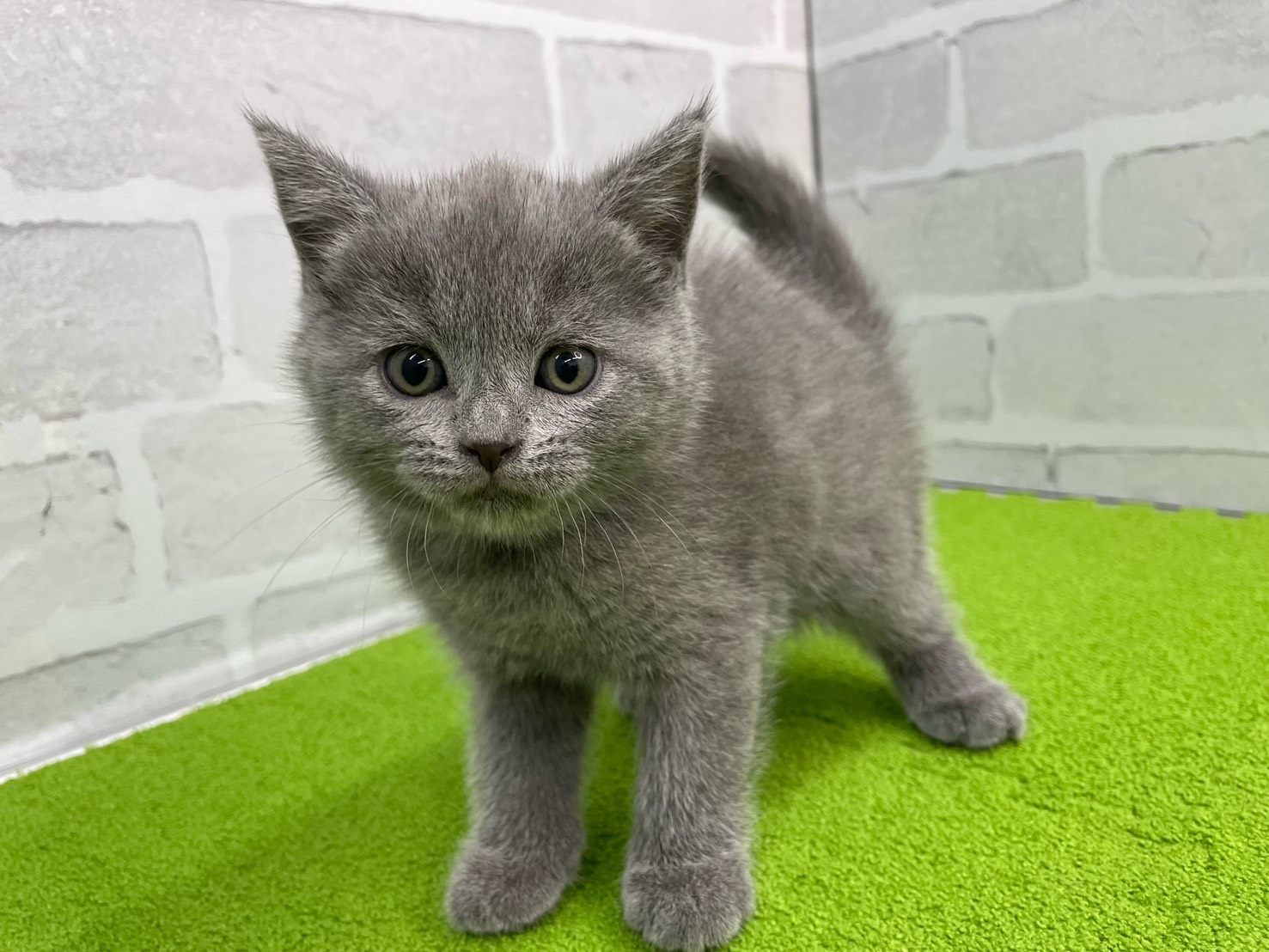 シャルトリュー