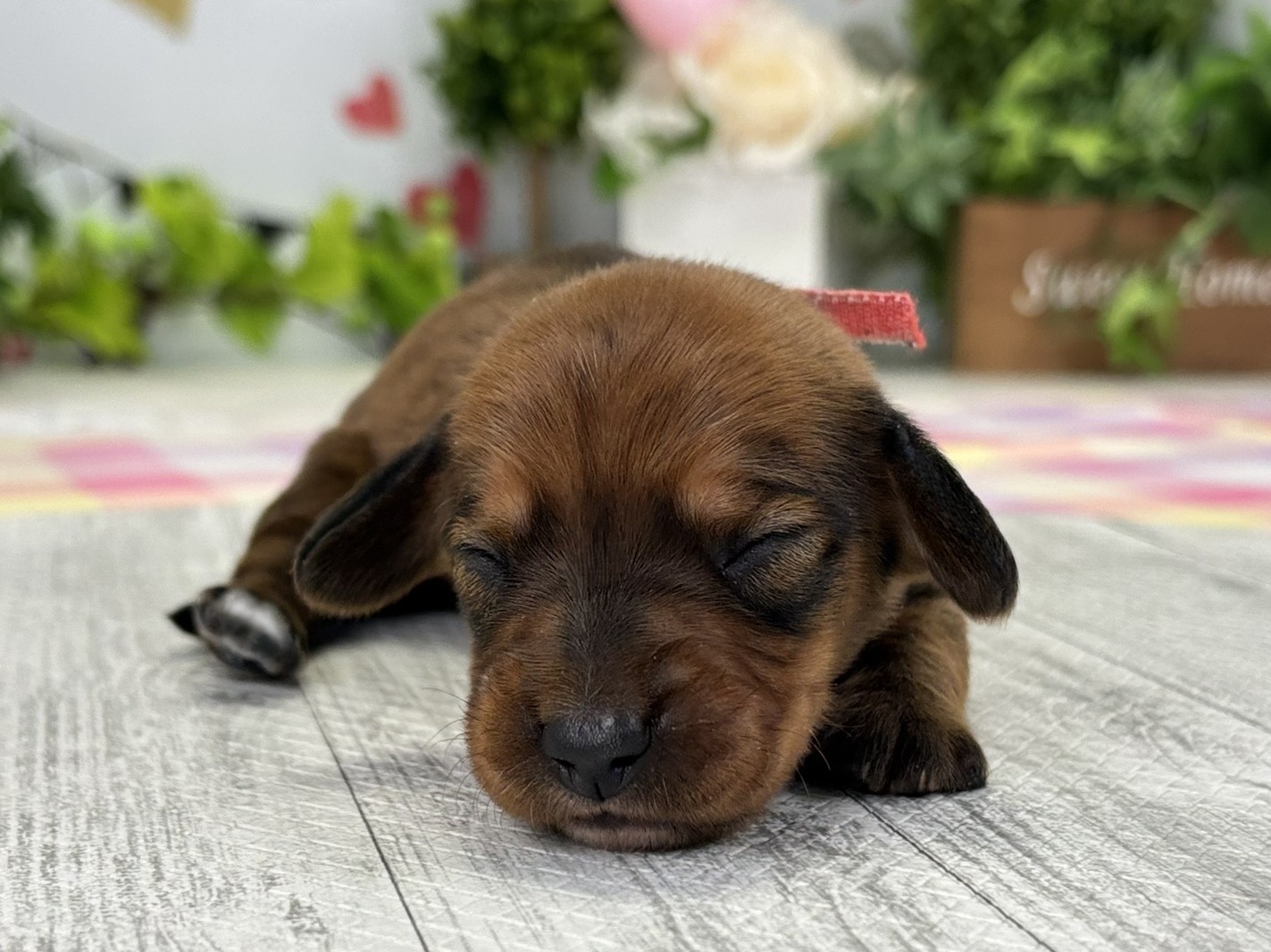 赤ちゃん写真1-1