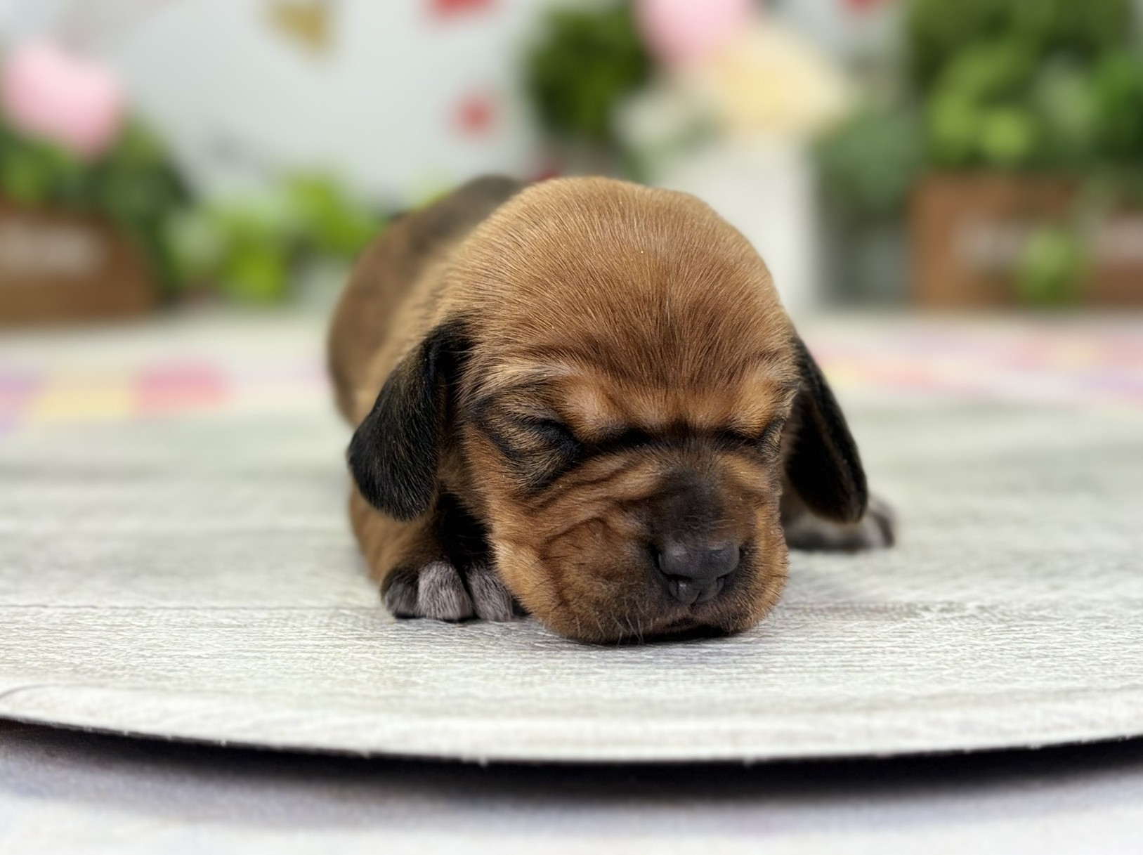 赤ちゃん写真1-1