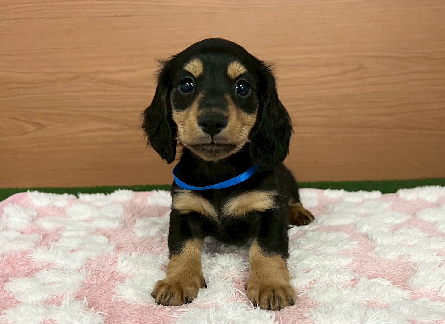 ミニチュア・ダックスフンド