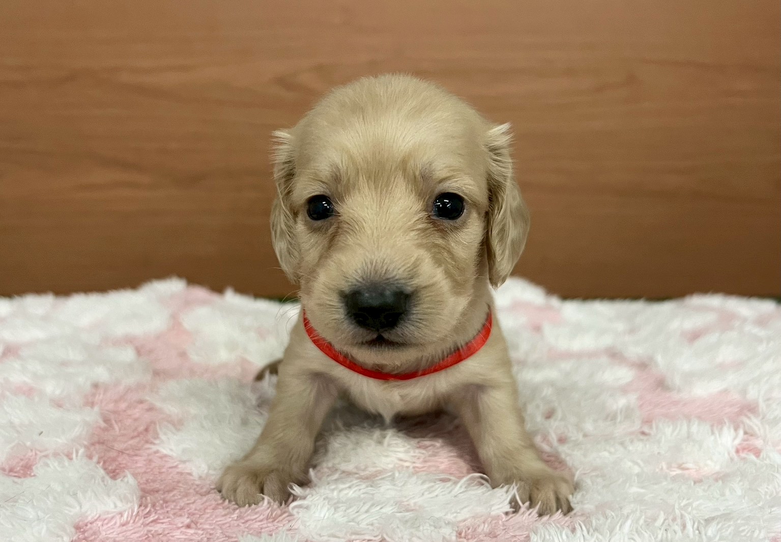 赤ちゃん写真2-1