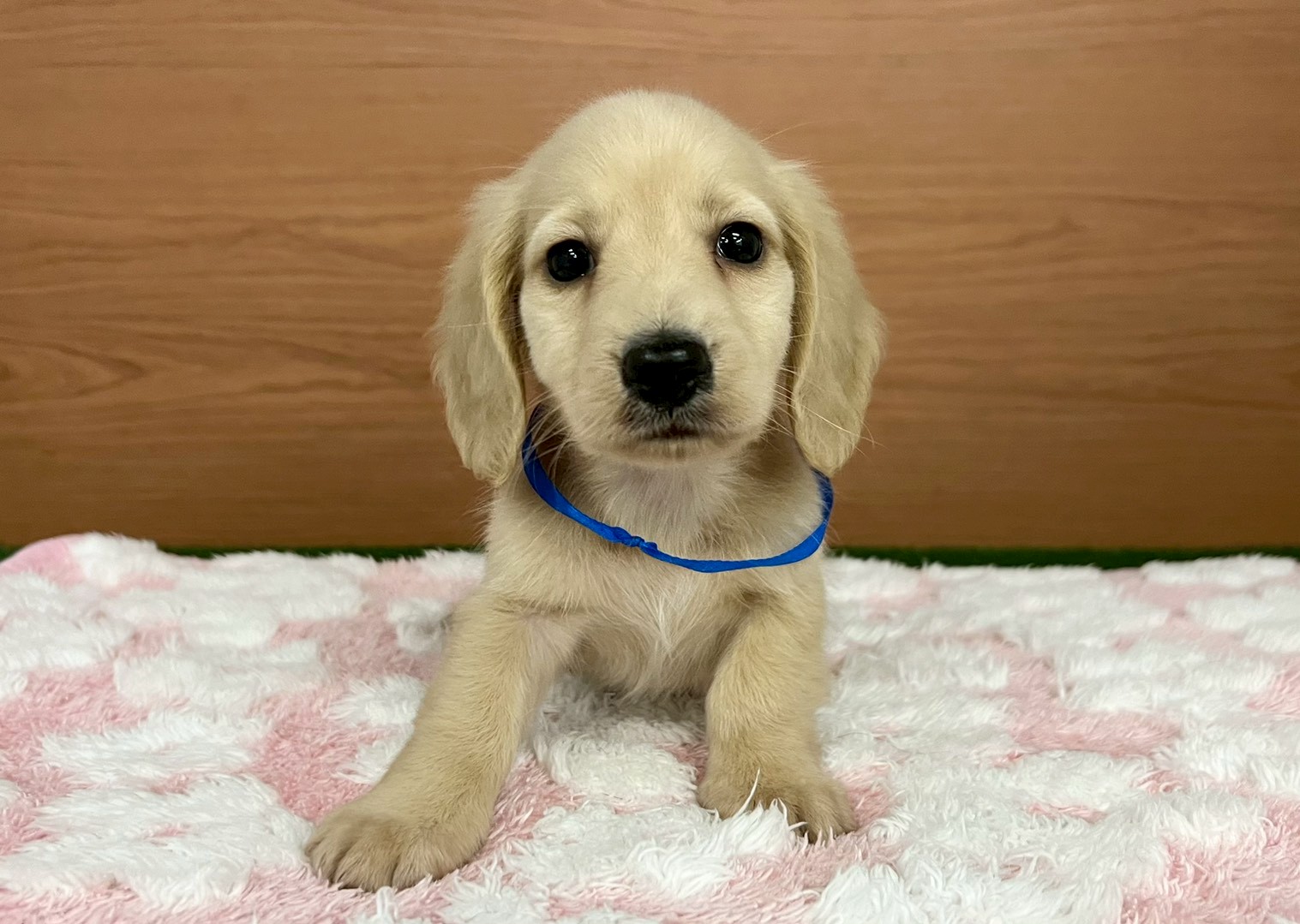 ミニチュア・ダックスフンド