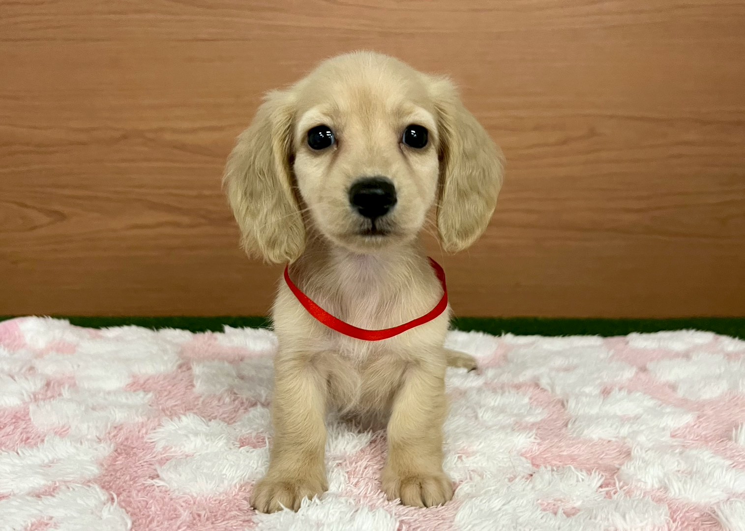 ミニチュア・ダックスフンド