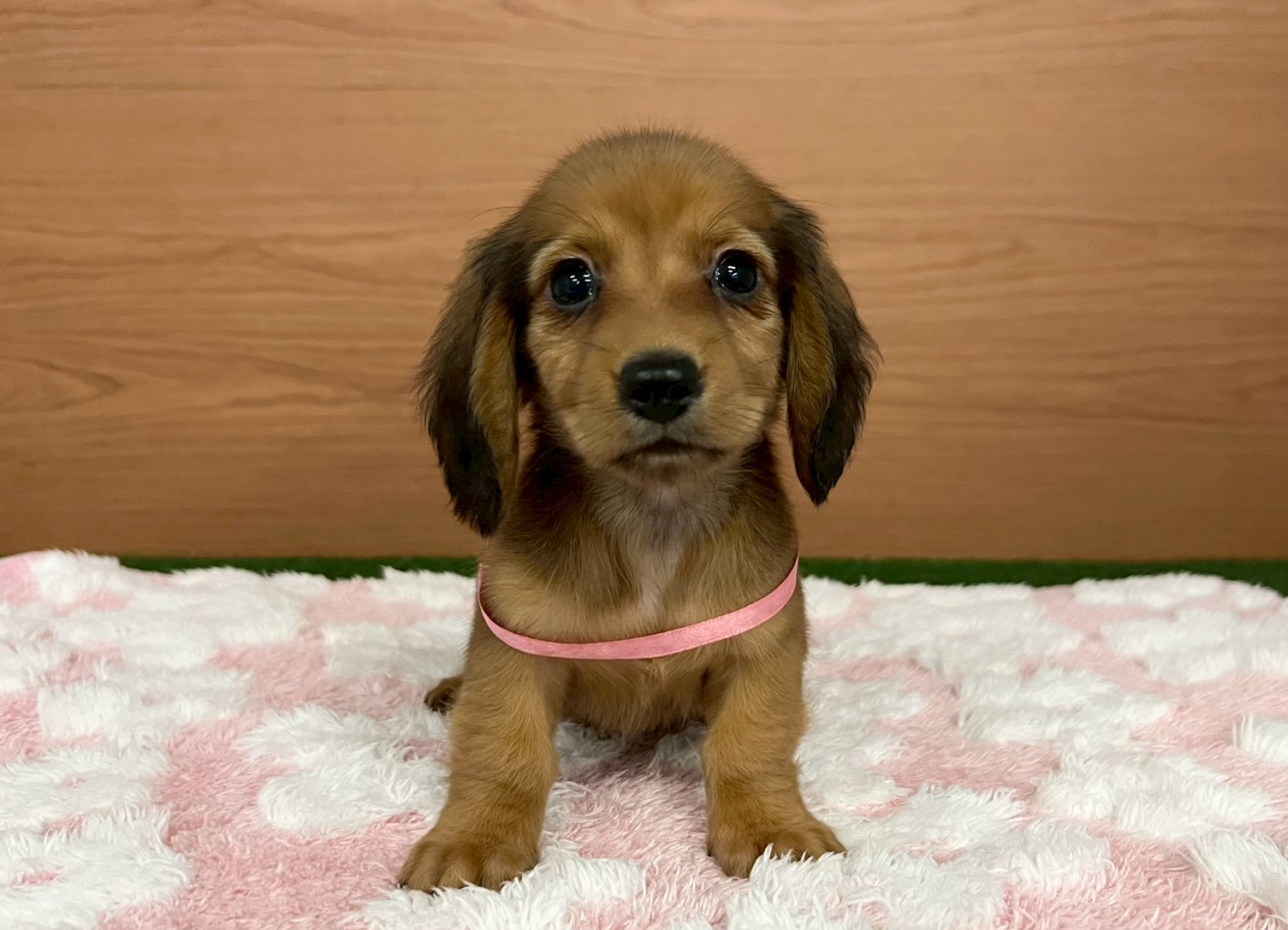 ミニチュア・ダックスフンド