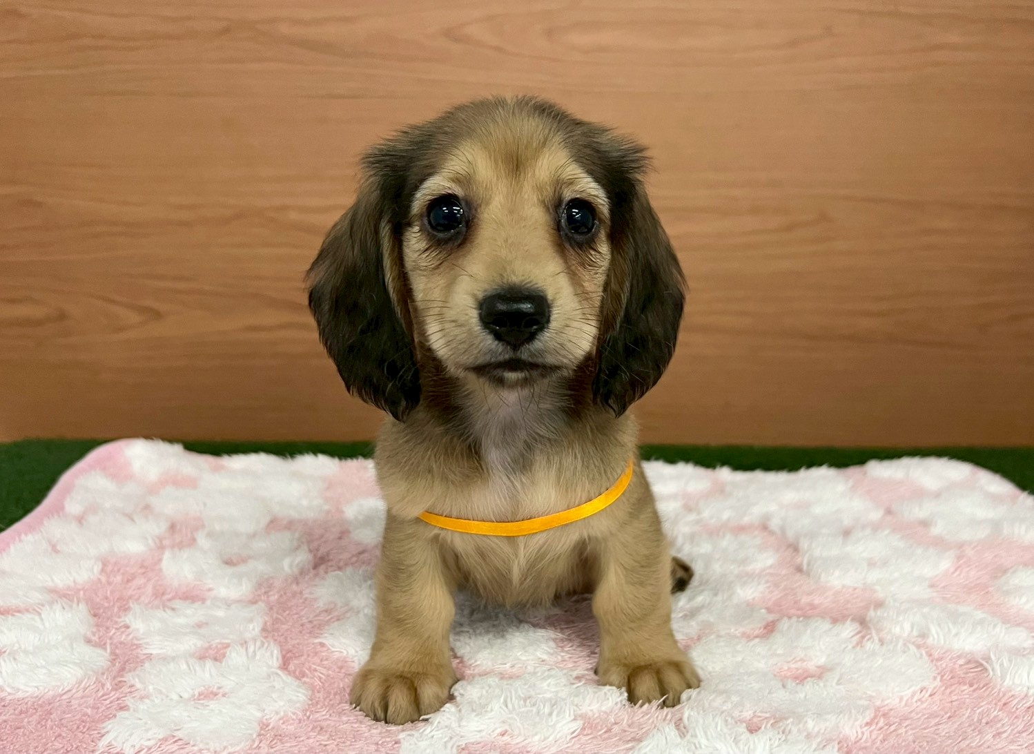 ミニチュア・ダックスフンド