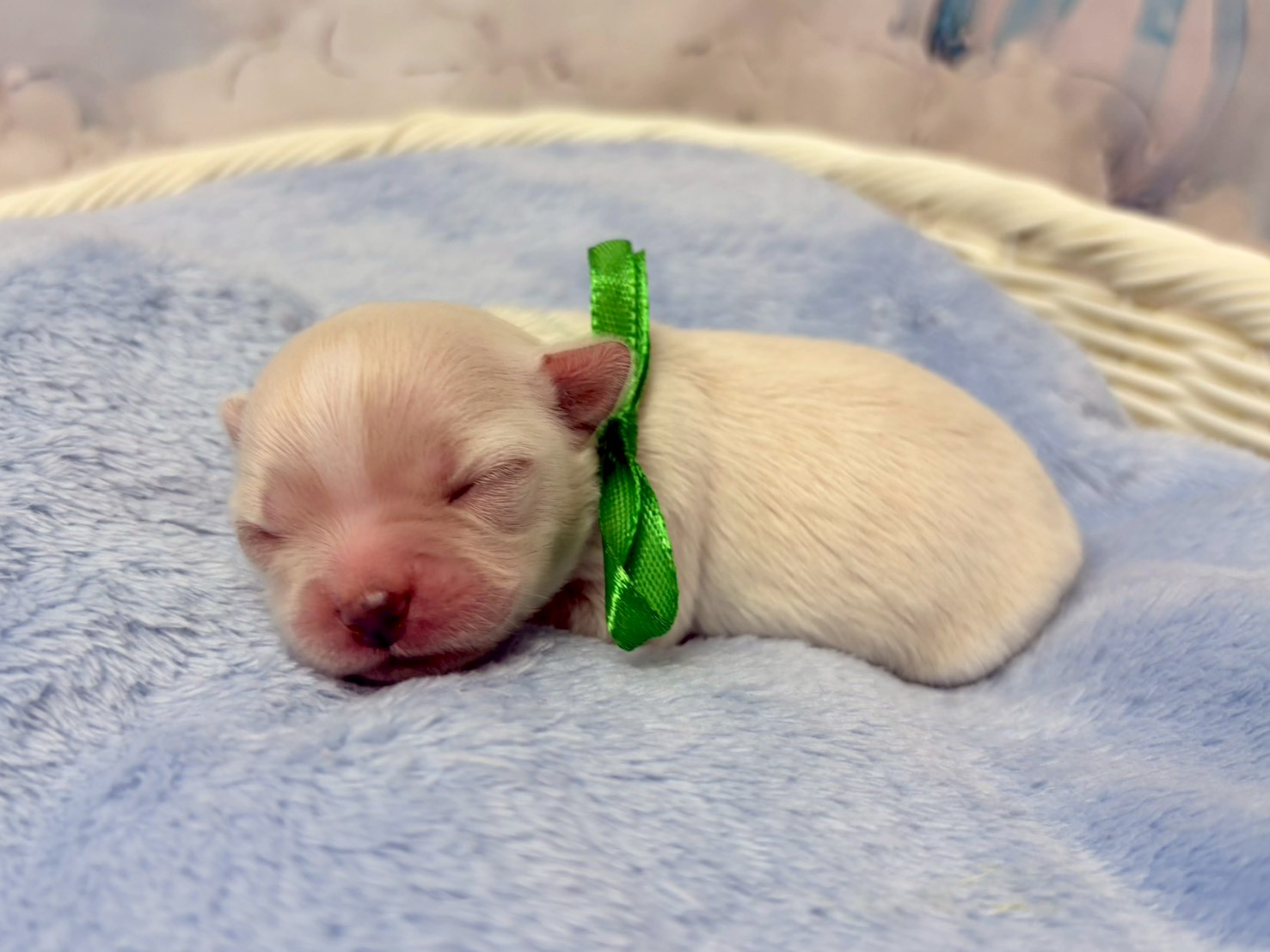 赤ちゃん写真1-2