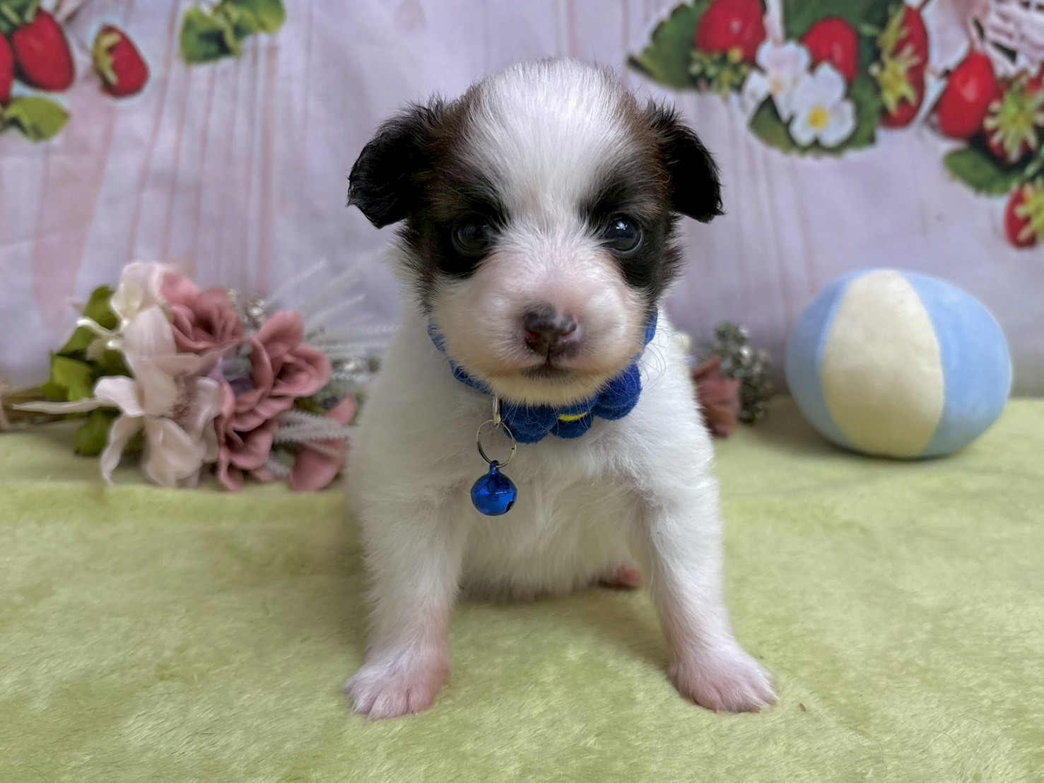 赤ちゃん写真2-1