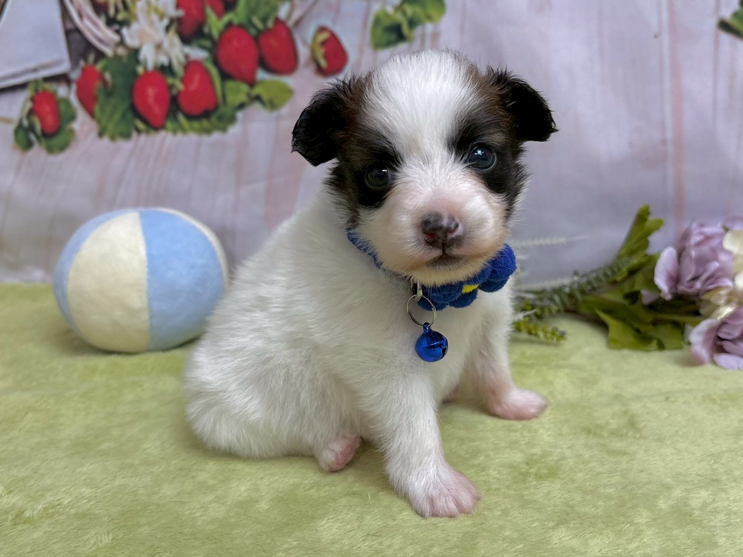 赤ちゃん写真2-2