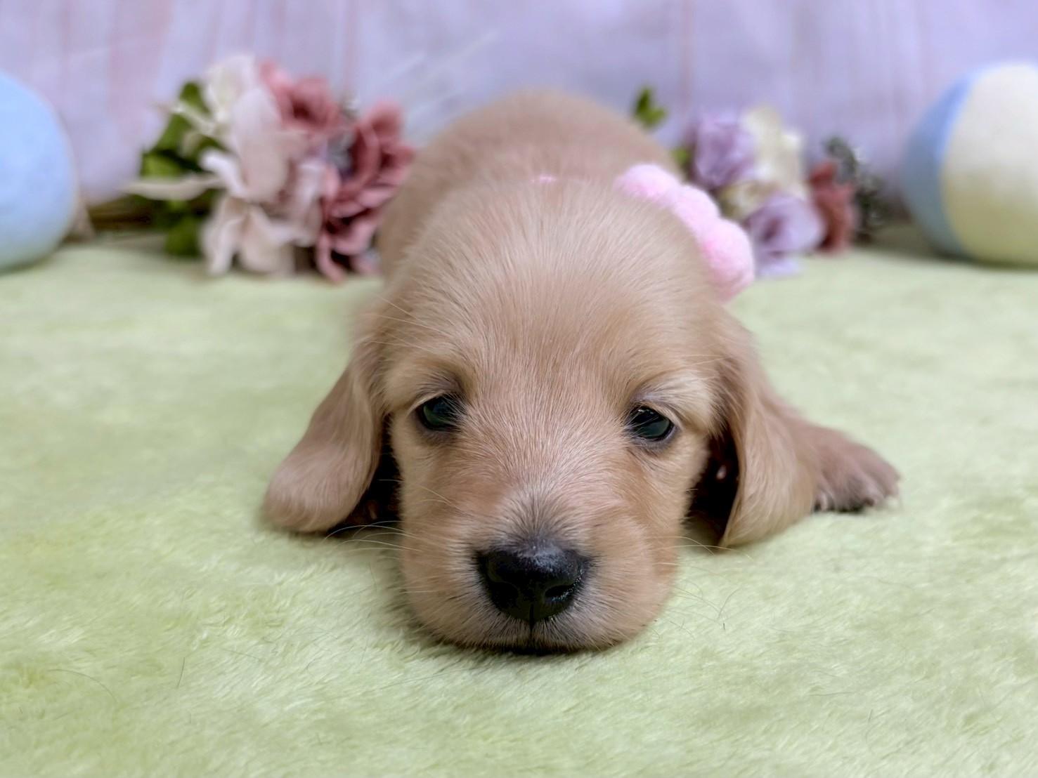 赤ちゃん写真2-1