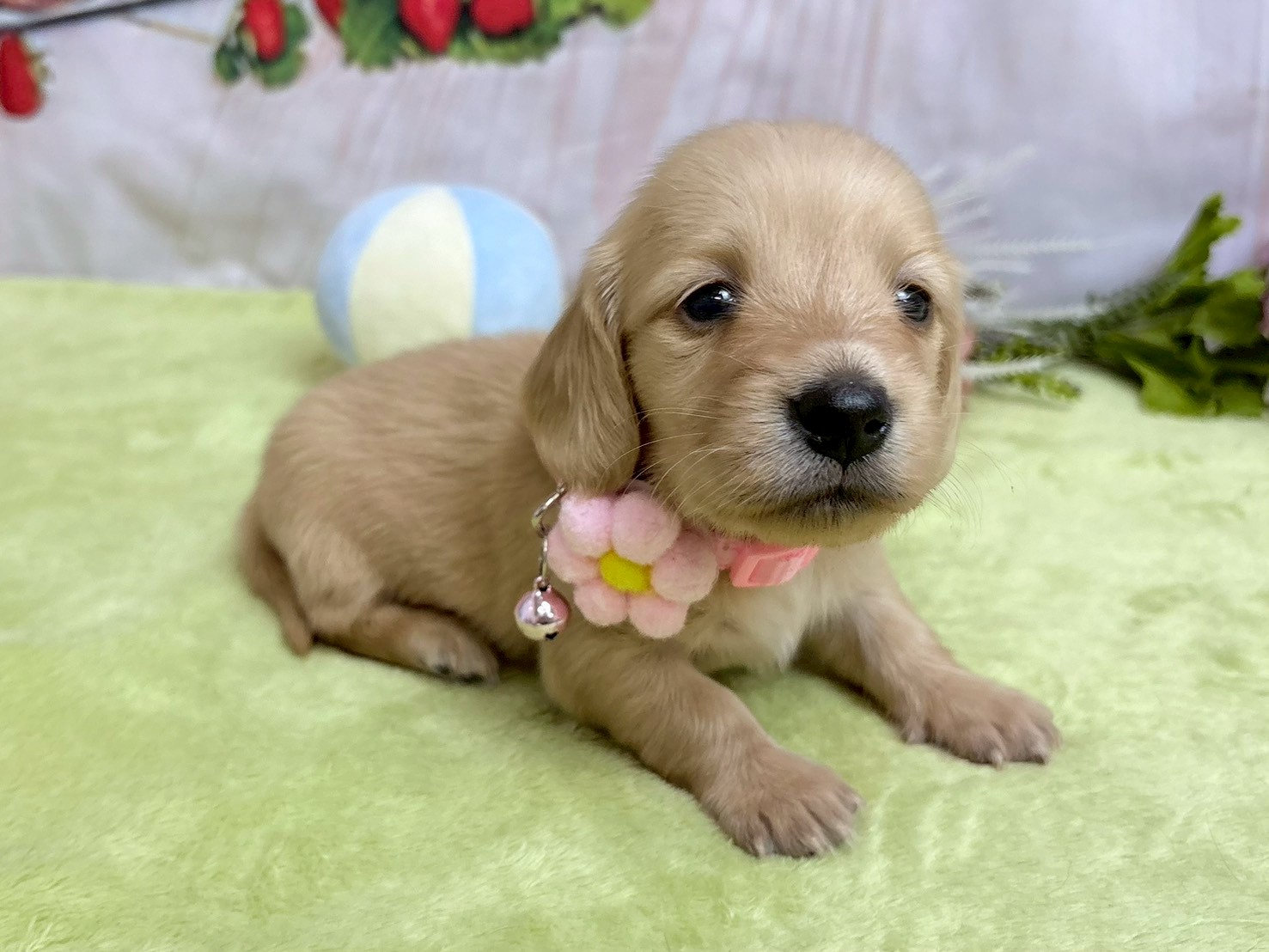 赤ちゃん写真2-2