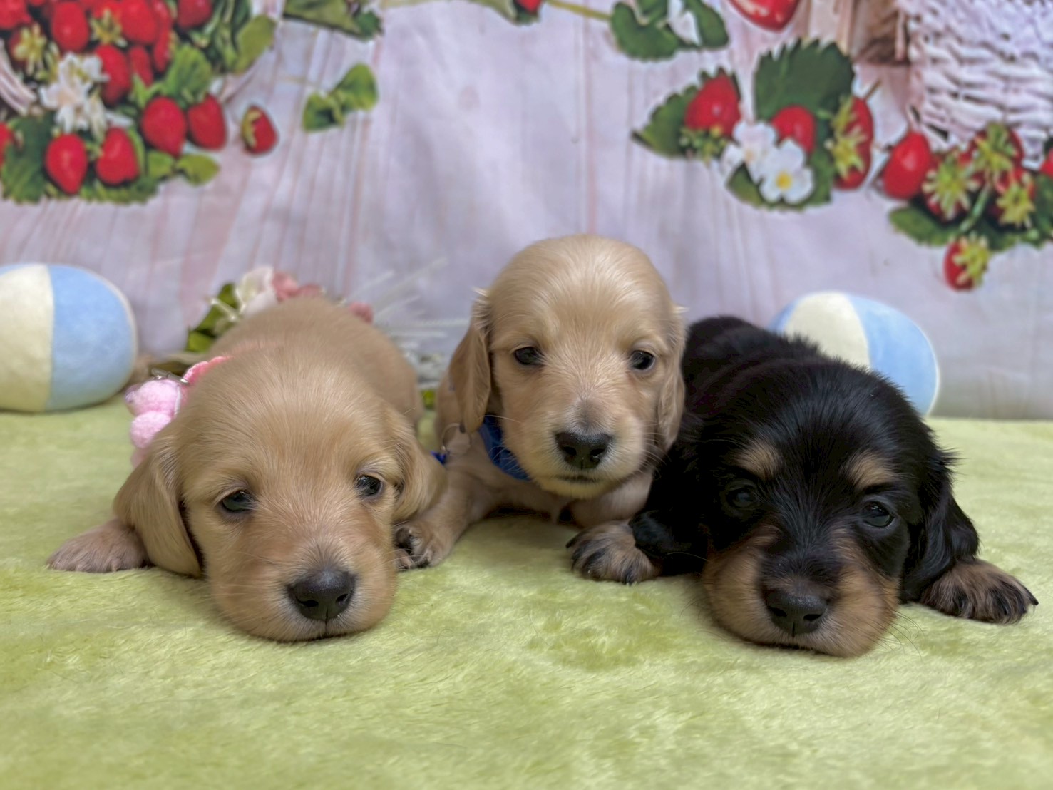 赤ちゃん写真2-3