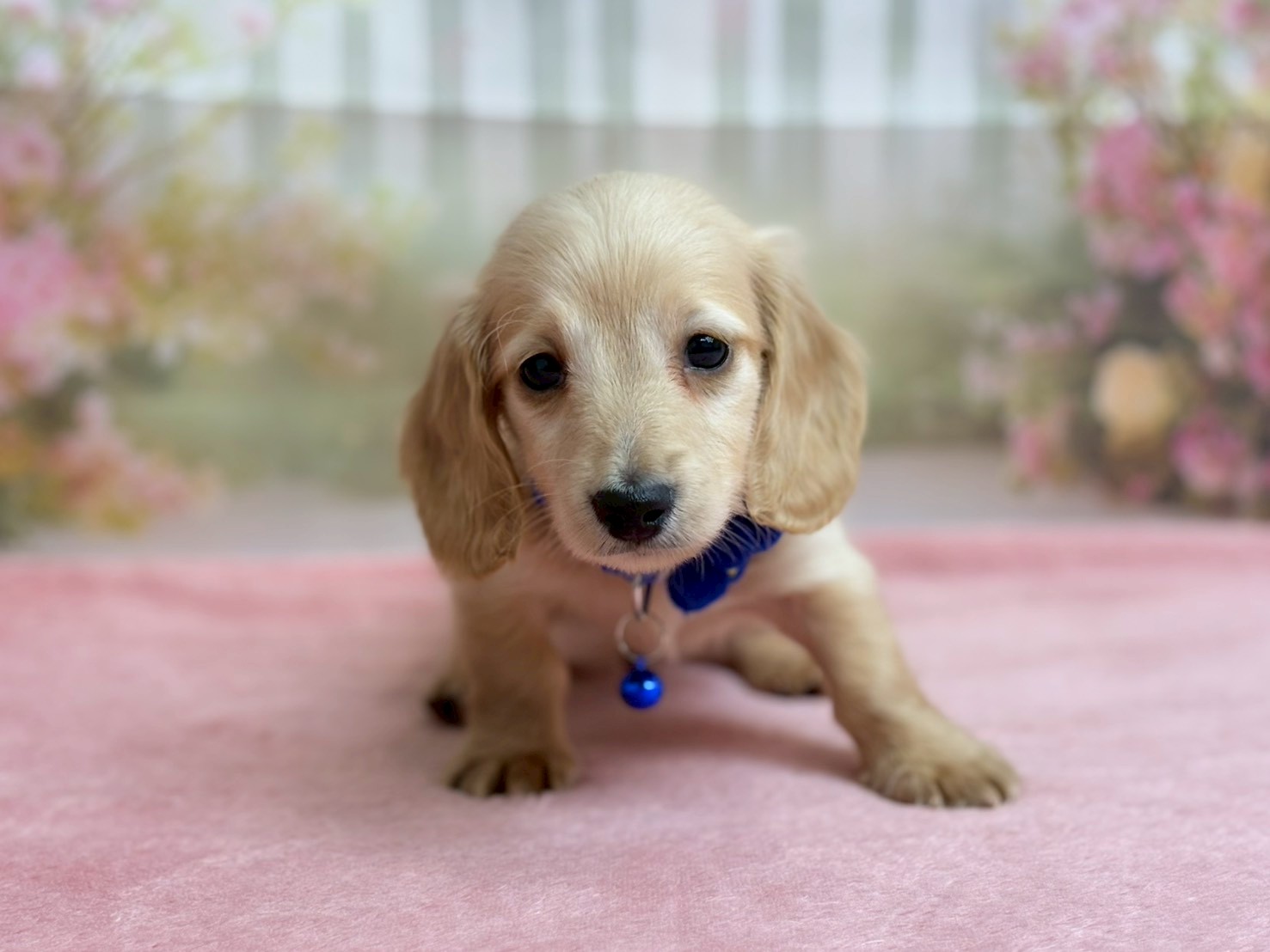 ミニチュア・ダックスフンド