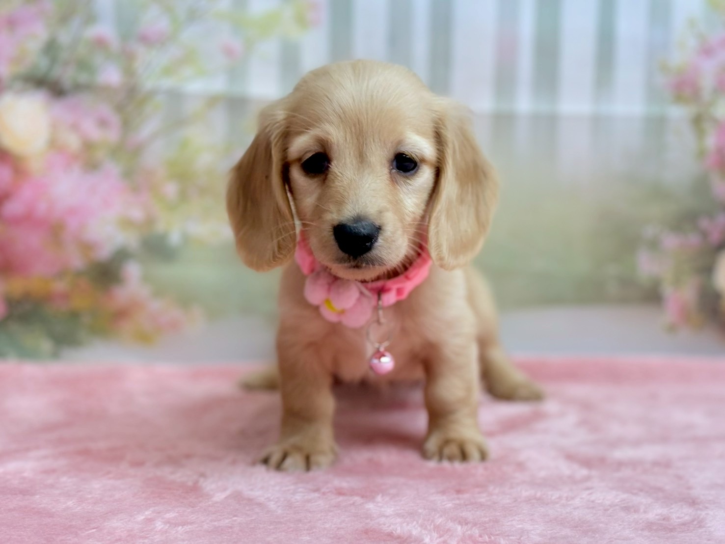 ミニチュア・ダックスフンド